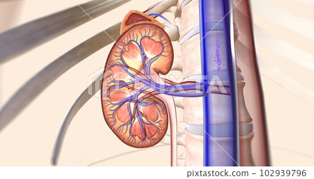 The kidneys help your body by excreting excess sodium into the ureter, where it is flushed away with the urine. 102939796