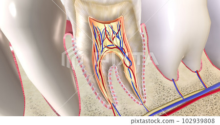 The teeth are hard structures in the mouth that break down food at the beginning of digestion. 102939808