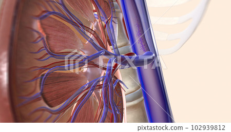 The kidneys help your body by excreting excess sodium into the ureter, where it is flushed away with the urine. 102939812