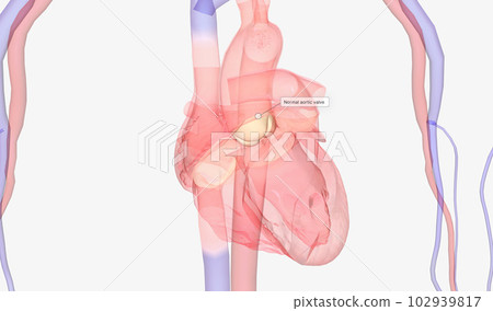 Heart and Arterial System . 102939817