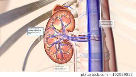 The kidneys help your body by excreting excess sodium into the ureter, where it is flushed away with the urine. 102939852