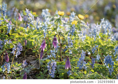Wild grass blooming forest 102939863