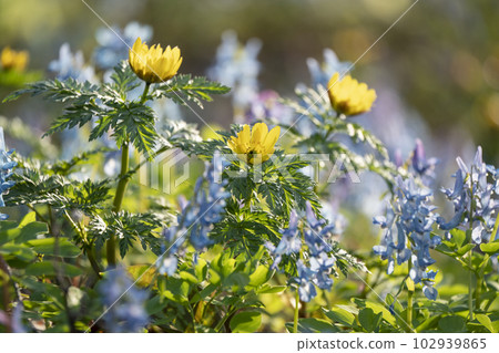 Wild grass blooming forest Wild grass blooming forest 102939865