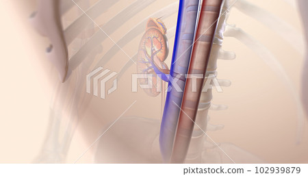 The kidneys help your body by excreting excess sodium into the ureter, where it is flushed away with the urine. 102939879