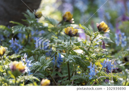 Wild grass blooming forest 102939890