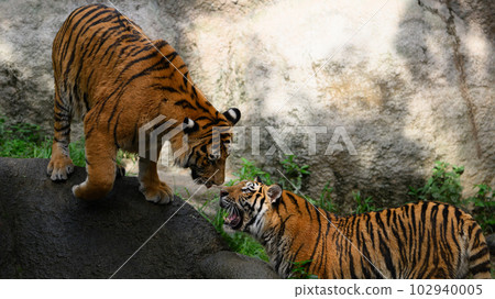 Amur tiger brother and sister making eye contact Amur tiger brother and sister making eye contact 102940005