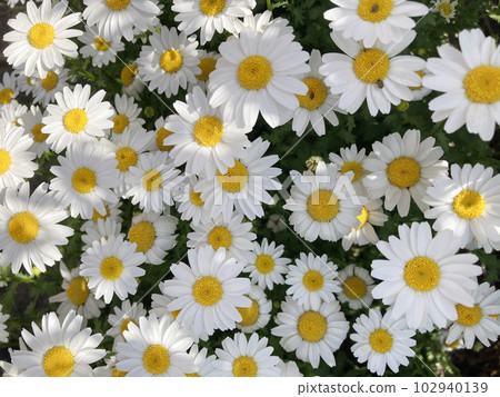 北極在人行道上開花 北極在人行道上開花 102940139