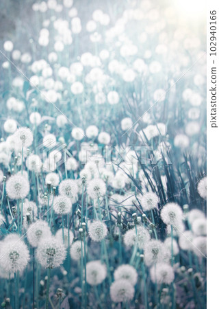 Green field with white dandelions 102940166