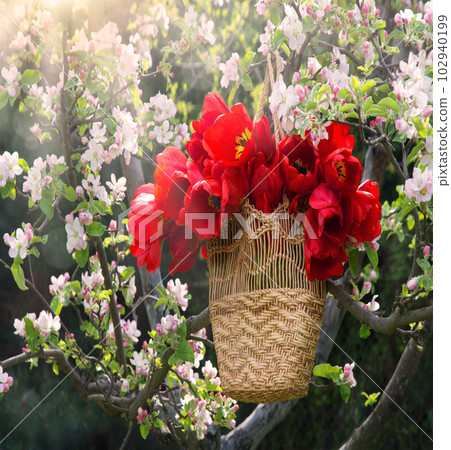 A basket of tulips hangs on a tree 102940199
