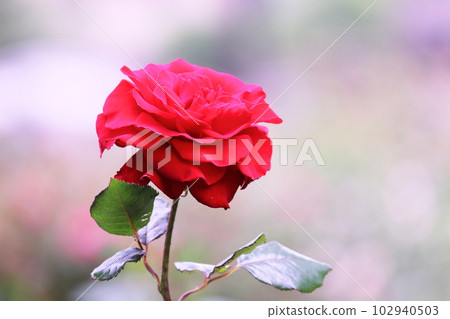 beautiful red roses in early summer beautiful red roses in early summer 102940503