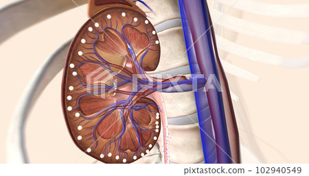 ARNIs bind to neprilysin, allowing to kidney to remove sodium through the urine 102940549