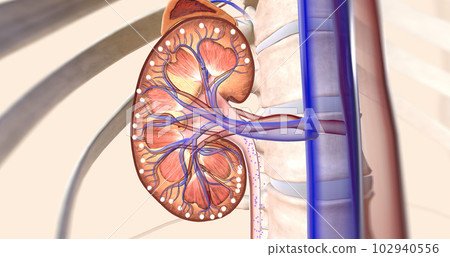 ARNIs bind to neprilysin, allowing to kidney to remove sodium through the urine 102940556