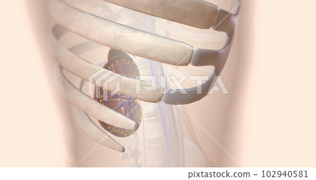 ARNIs bind to neprilysin, allowing to kidney to remove sodium through the urine 102940581