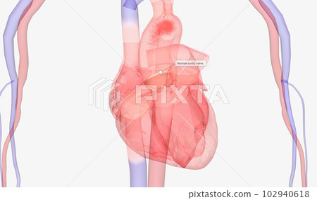 Heart and Arterial System . 102940618