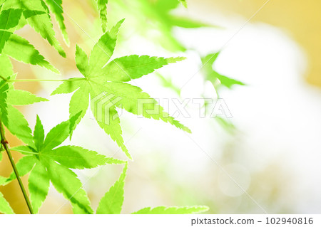 鮮綠的楓葉,生態形象閃耀在水邊 鮮綠的楓葉,生態形象閃耀在水邊 102940816