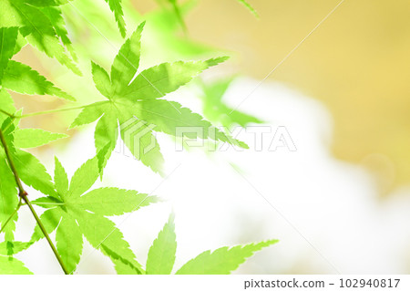 鮮綠的楓葉,生態形象閃耀在水邊 鮮綠的楓葉,生態形象閃耀在水邊 102940817