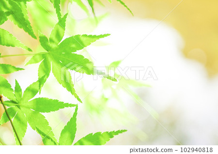 鮮綠的楓葉,生態形象閃耀在水邊 鮮綠的楓葉,生態形象閃耀在水邊 102940818