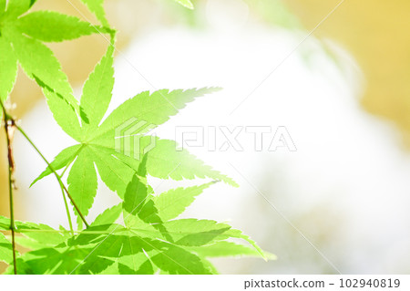 鮮綠的楓葉,生態形象閃耀在水邊 鮮綠的楓葉,生態形象閃耀在水邊 102940819