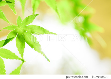 Bright green maple leaves with an eco image that shines on the waterside Bright green maple leaves with an eco image that shines on the waterside 102940820