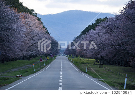 Scenic Sakura Road 102940984