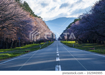 賞櫻路 102940995