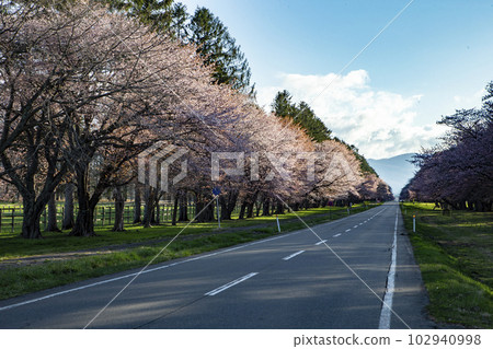 Scenic Sakura Road Scenic Sakura Road 102940998