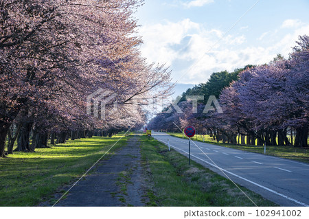 賞櫻路 102941002