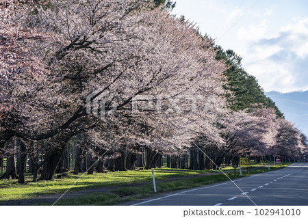 Scenic Sakura Road 102941010