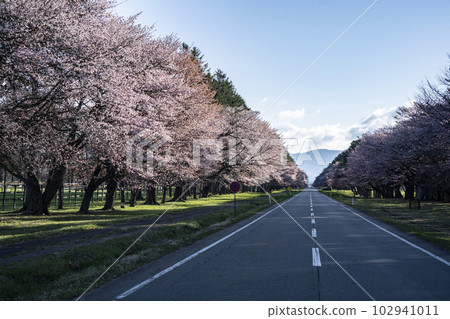Scenic Sakura Road Scenic Sakura Road 102941011