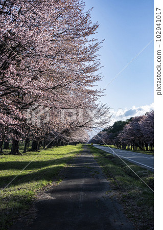 Scenic Sakura Road 102941017