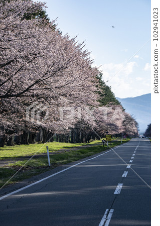 Scenic Sakura Road 102941023