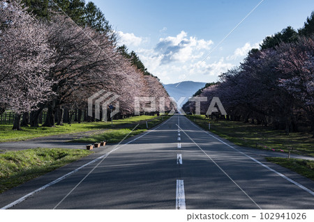 賞櫻路 賞櫻路 102941026
