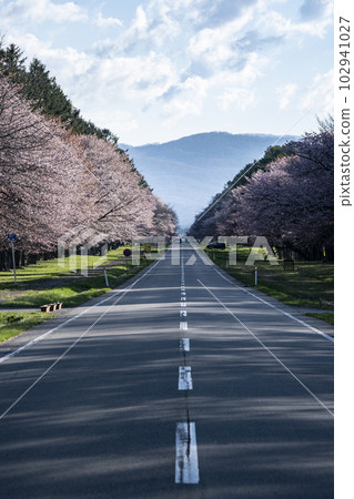 賞櫻路 102941027