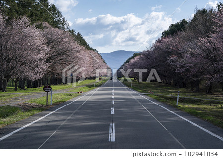 賞櫻路 102941034
