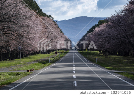 Scenic Sakura Road 102941036