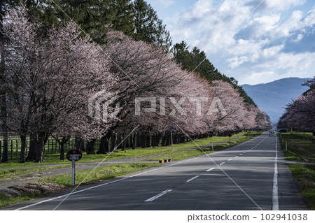 Scenic Sakura Road 102941038