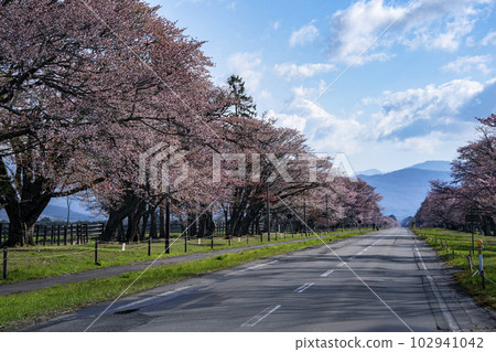Scenic Sakura Road Scenic Sakura Road 102941042