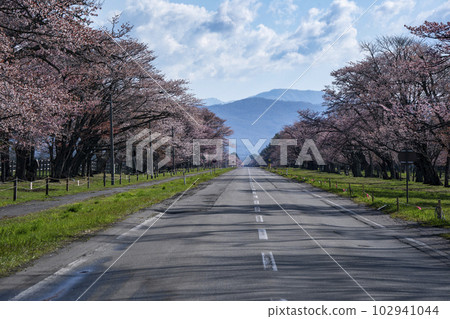 Scenic Sakura Road 102941044