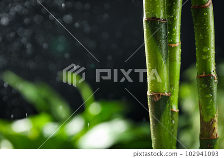 Concept of tropical and summer plant - bamboo 102941093