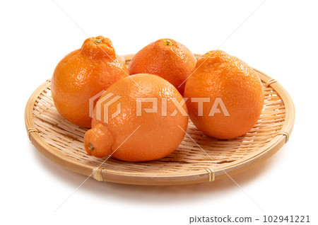 American citrus mineola 102941221