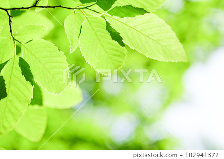 Bright green leaves for eco image 102941372