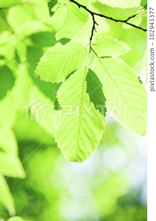 Bright green leaves for eco image Bright green leaves for eco image 102941377
