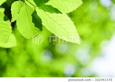 Bright green leaves for eco image 102941378