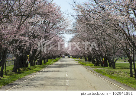 玉順櫻花路 玉順櫻花路 102941891