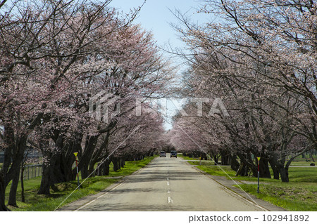 玉順櫻花路 玉順櫻花路 102941892
