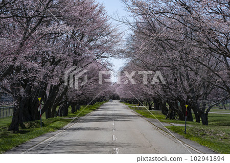 玉順櫻花路 玉順櫻花路 102941894