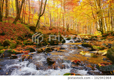 water flow among stones in the forest. beautiful nature scenery in autumn. trees in fall colors on a sunny day 102941964