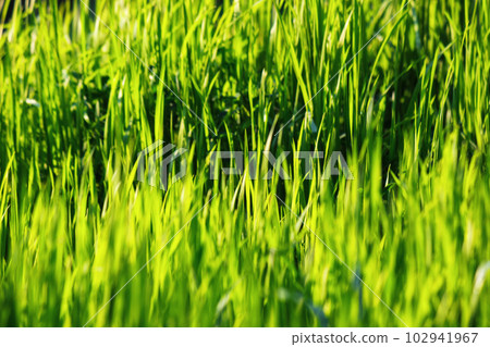 texture of grassy lawn in spring. backlit nature background texture of grassy lawn in spring. backlit nature background 102941967