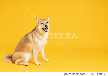 Shiba Inu cute dog on yellow background 102942057