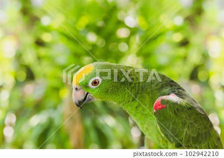 Green color ara macaw parrot in nature background. Green color ara macaw parrot in nature background. 102942210